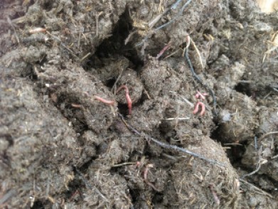 Manure with worms
