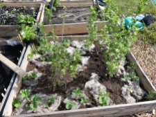 1st bed planted - gooseberries, strawberries with wool fleece protection