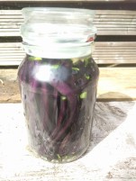 Fermenting purple french beans
