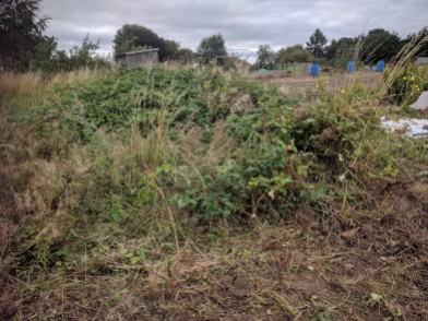 Tackling the brambles - this will be site of my mini-food-forest