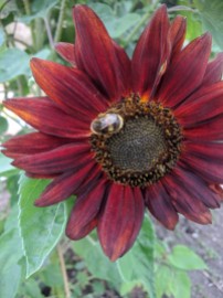 Bee friendly sunflower