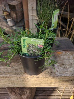 Prostrate rosemary