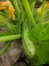 First courgette :-)