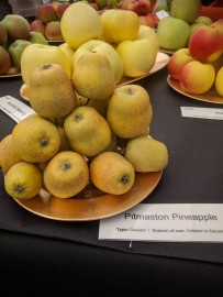 Pitmaston Pineapple