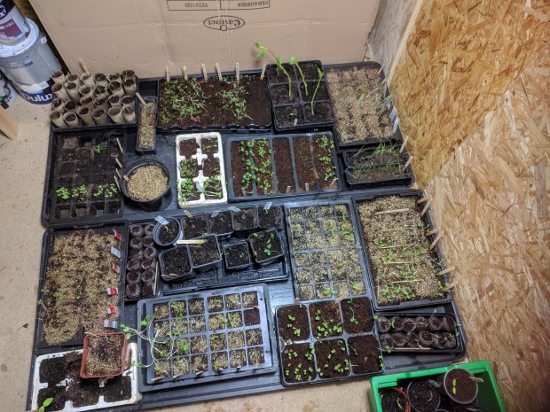 Tiny patchwork of seedtrays under the growlight